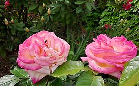Les Magnolias